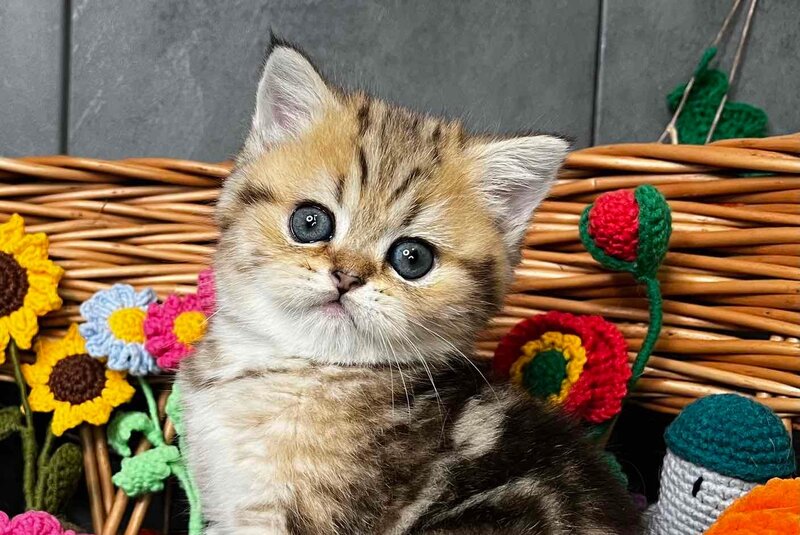 Fiona Scottish Straight female, black golden tabby