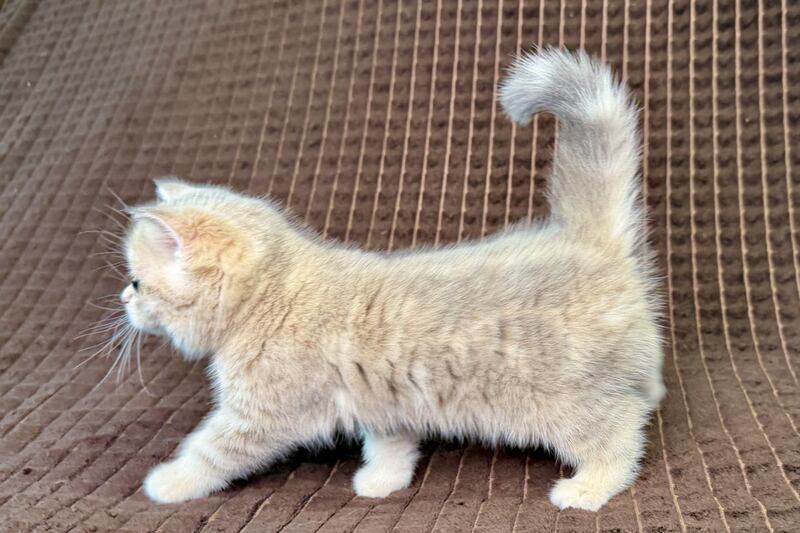 Marsi Munchkin female, blue golden tabby