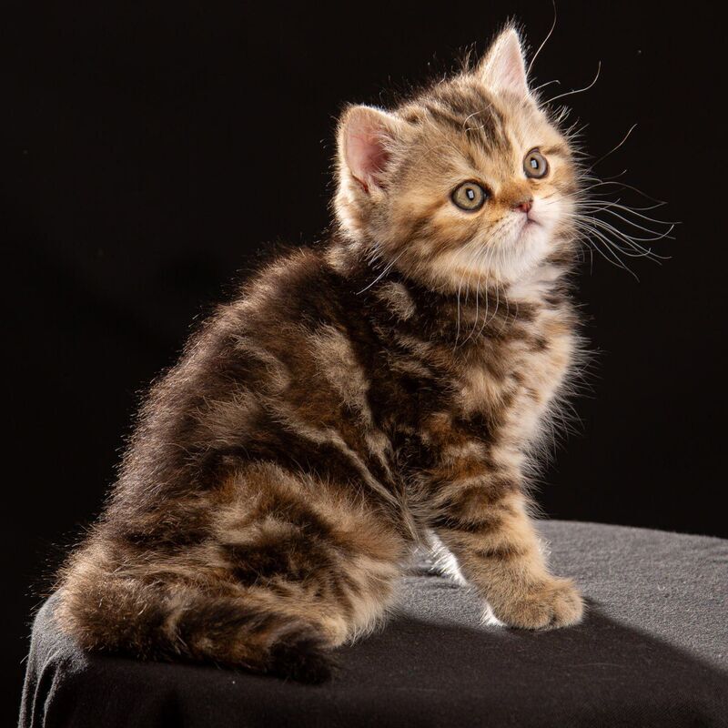 Naomie Scottish Straight male black tortie tabby - live animals