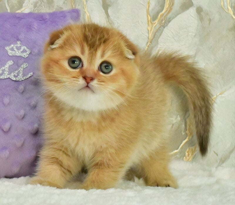 Josie Scottish Fold female, chocolate golden shaded
