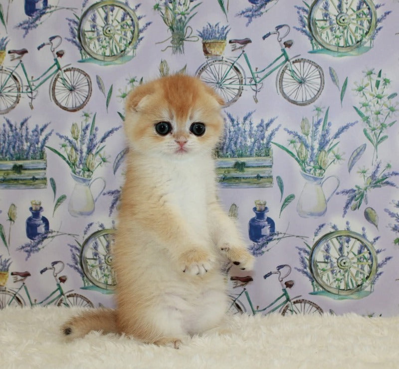 Juliet Scottish Fold female, black golden chinchilla
