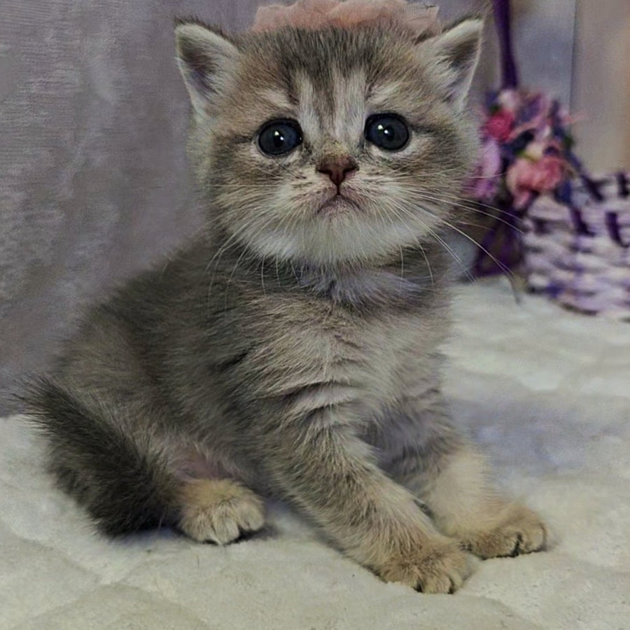 Ursula British Shorthair female, blue tortie ticked tabby