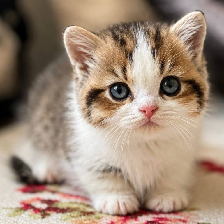 Simic Munchkin male, black golden spotted tabby bicolour
