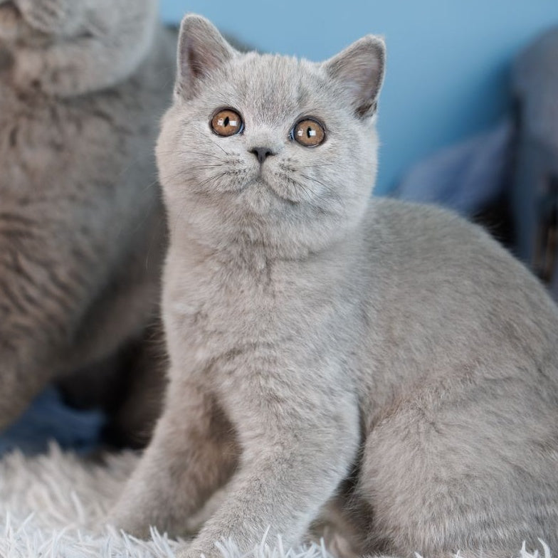 Crystal British Shorthair female, blue