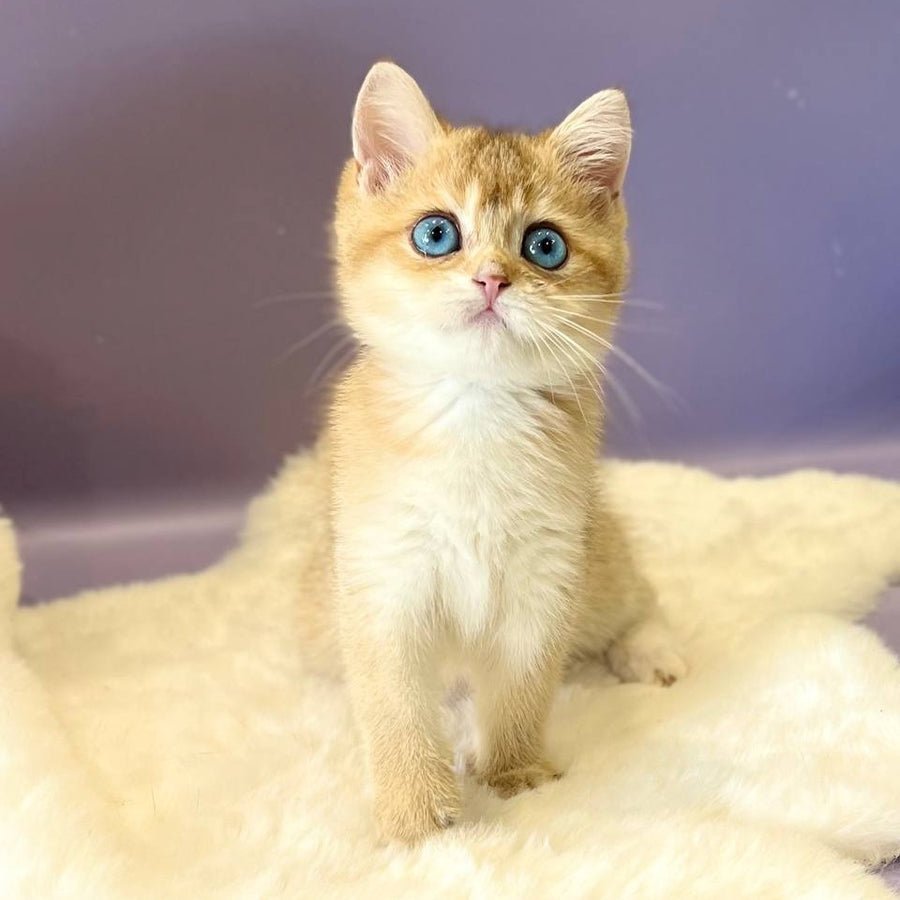 Irvin British Shorthair male, black golden shaded