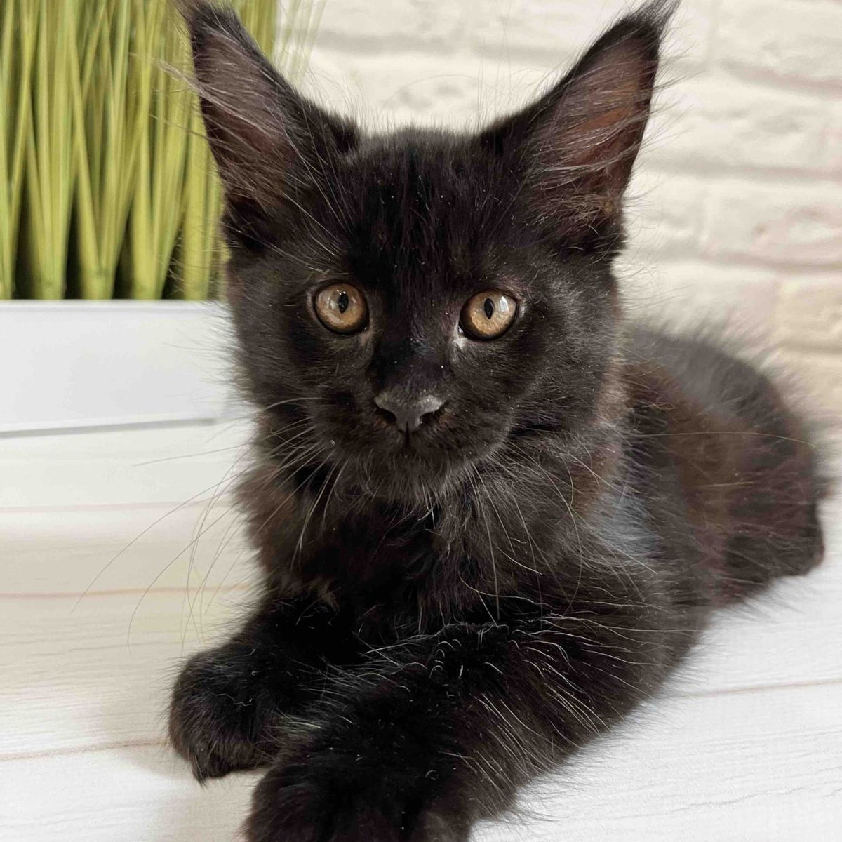 Jack Maine Coon male, black