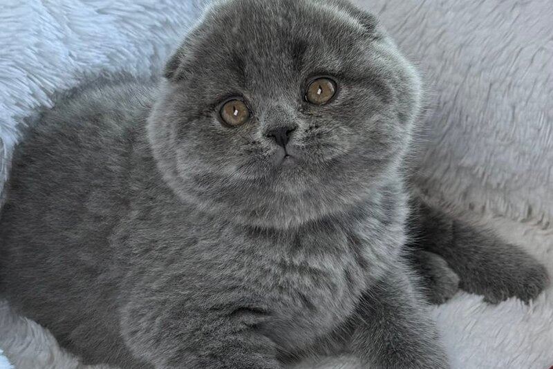 Yasir Scottish Fold male, blue