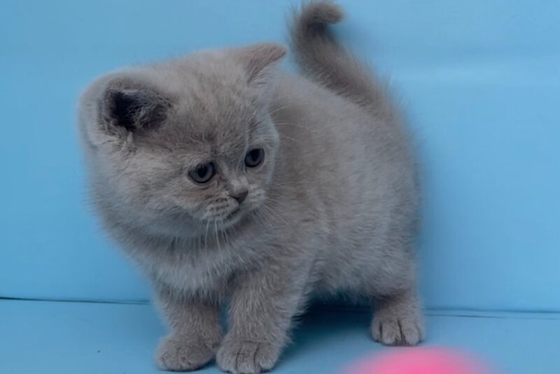 Yarina British Shorthair female lilac - live animals