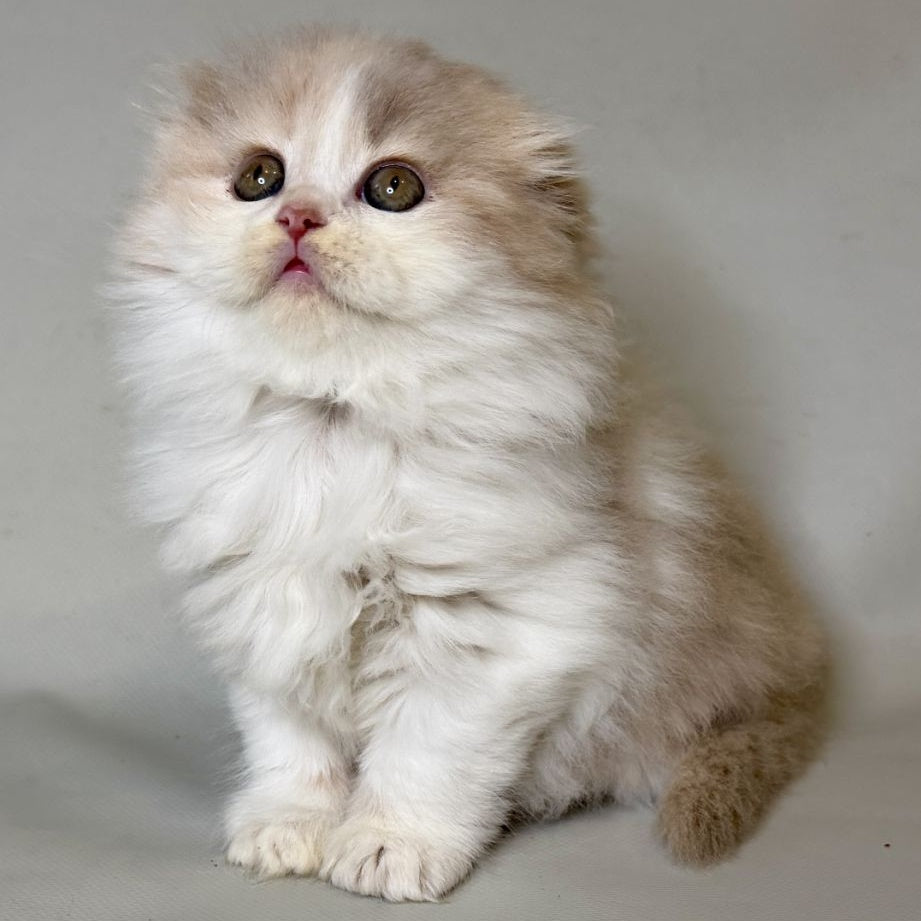 Aurelia Scottish Fold female, fawn tortie bicolour