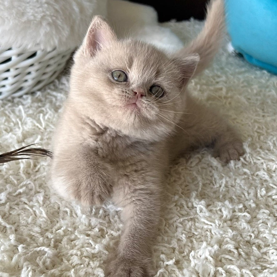 Pamela British Shorthair female, fawn