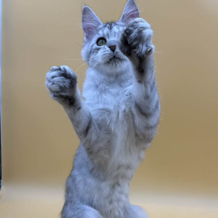 Michelina Maine Coon polydactyl 6x6x6x6 female, black silver spotted tabby