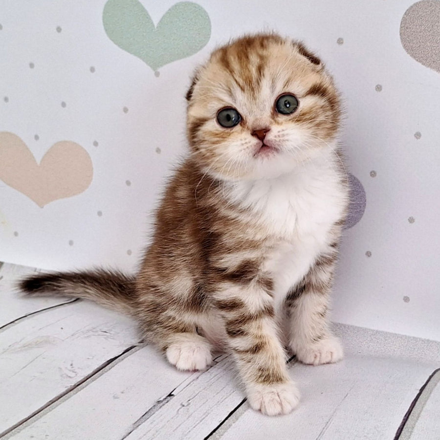 Armani Scottish Fold male, chocolate silver tabby bicolour