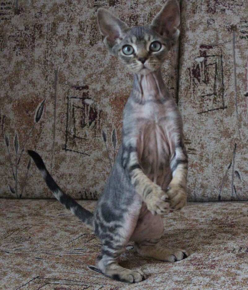 Sheron Devon Rex female, black tabby