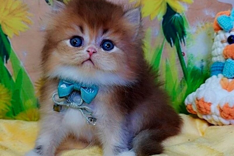 Noir British Longhair male, black golden ticked tabby bicolour