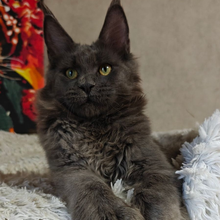 Zefir Maine Coon polydactyl 6x6x6x6 male, blue