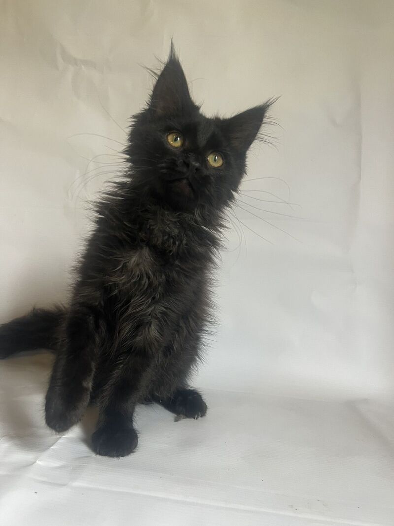 Enni Maine Coon female black - live animals