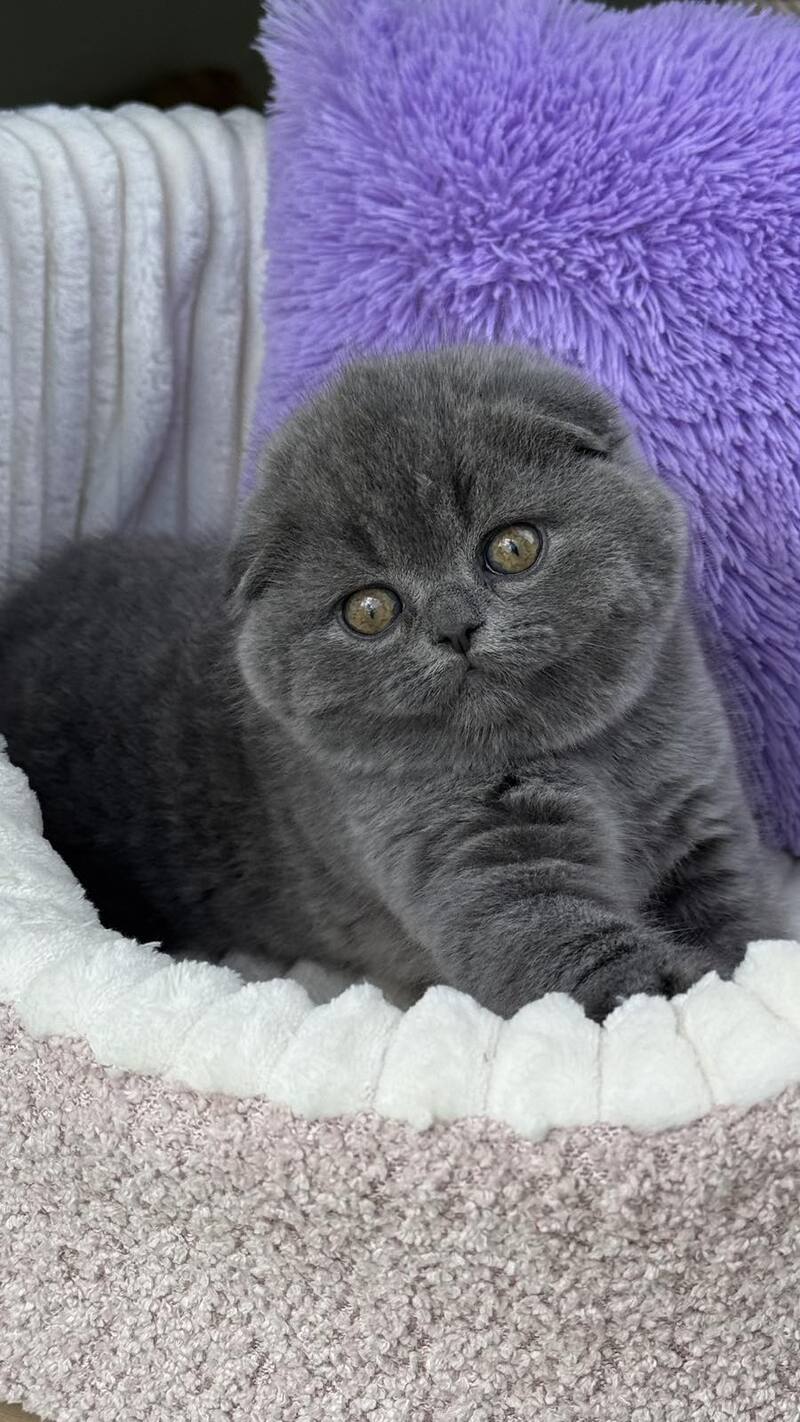 Una Scottish Fold female, blue