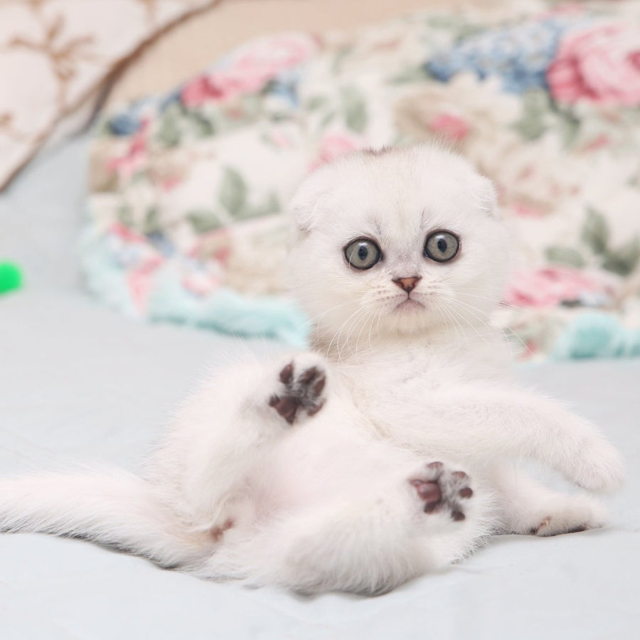Haney Scottish Fold female, black silver shaded