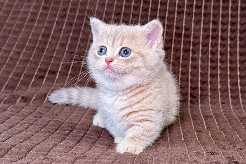 Melody Munchkin female, blue golden spotted tabby