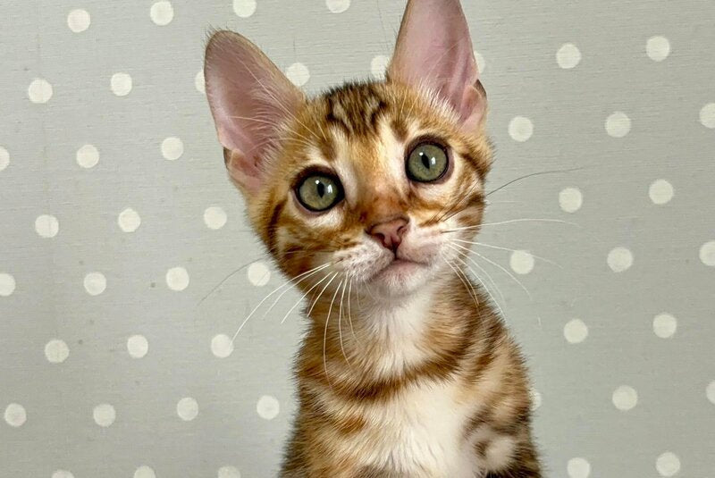 Temin Bengal male black spotted tabby - live animals