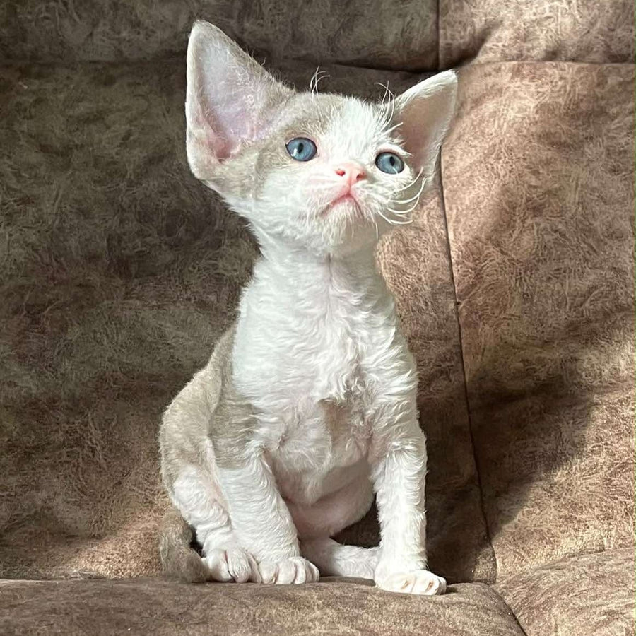 Vania Devon Rex male, fawn bicolour