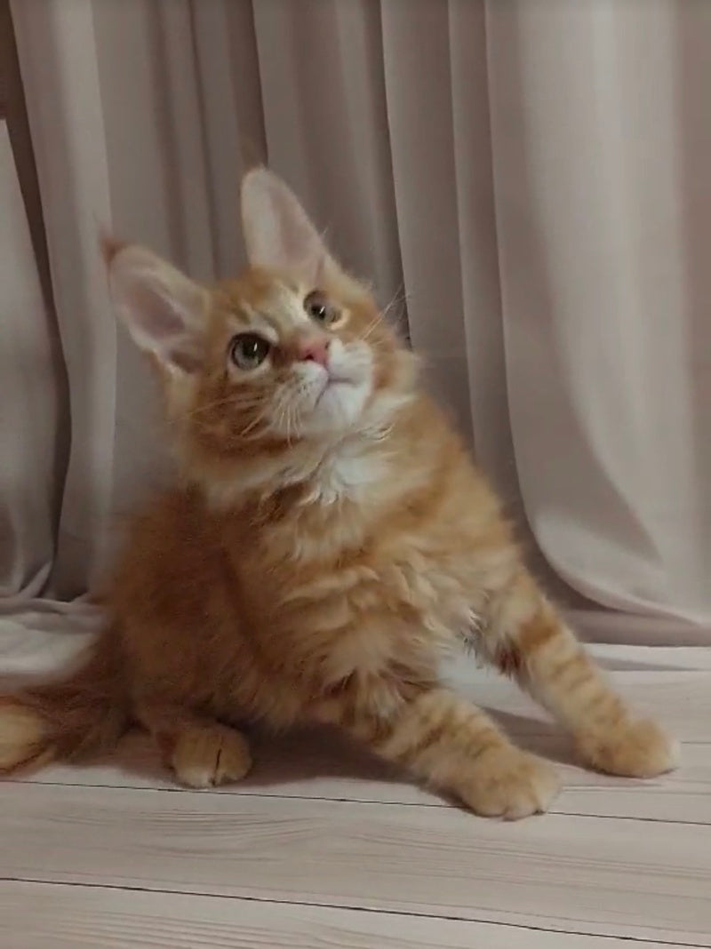 Gellik Maine Coon male red ticked tabby - live animals