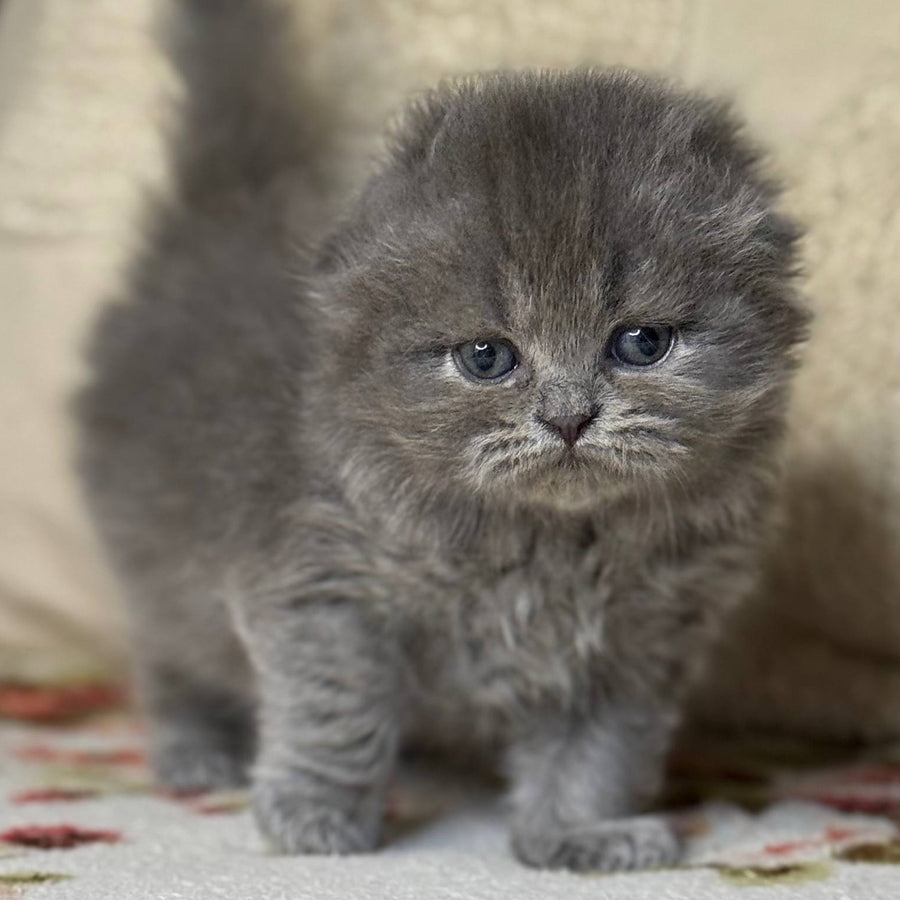 Bobby Scottish Fold female, black silver shaded