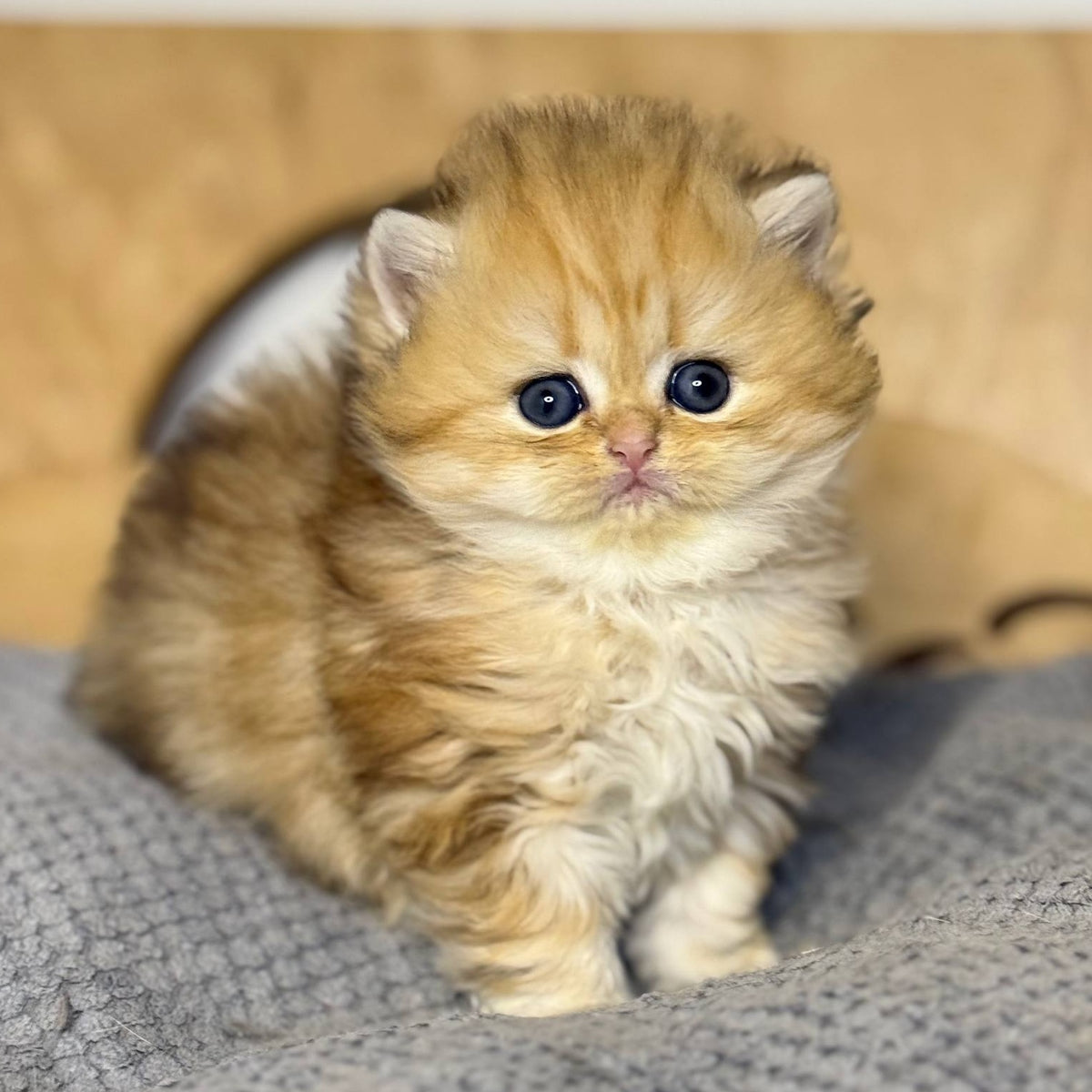 Nori Scottish Straight male, black golden tabby