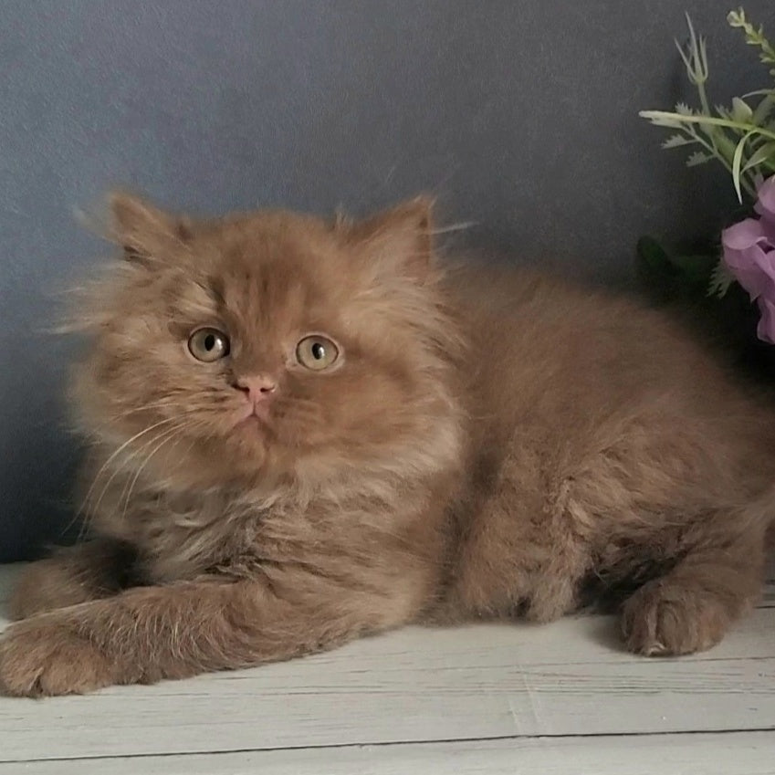 Fortuna British Longhair female, cinnamon