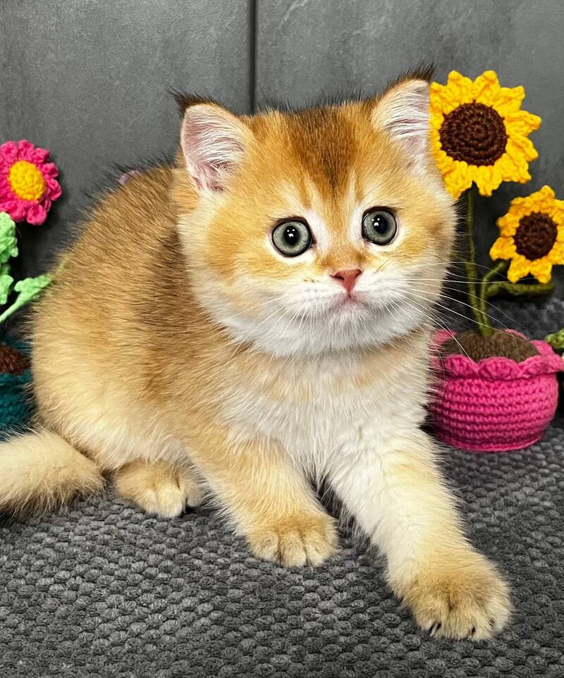 Lily Scottish Straight female black golden chinchilla - live animals