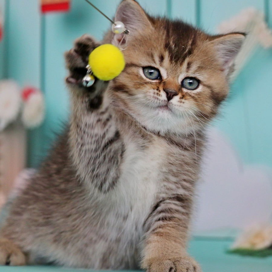 Xander British Shorthair male, black ticked tabby