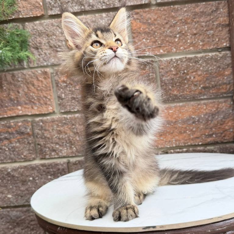 Buddy Maine Coon male, black ticked tabby