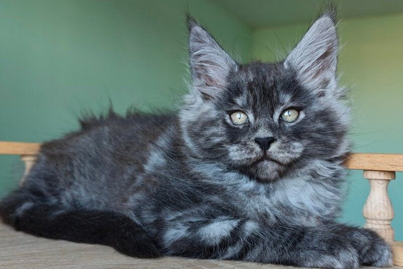 Grey Maine Coon male, black
