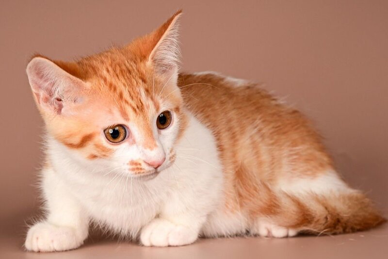 Amic Munchkin male, red tabby bicolour