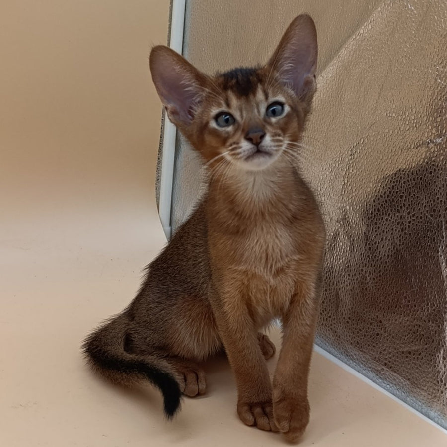 Morgan Abyssinian male, ruddy