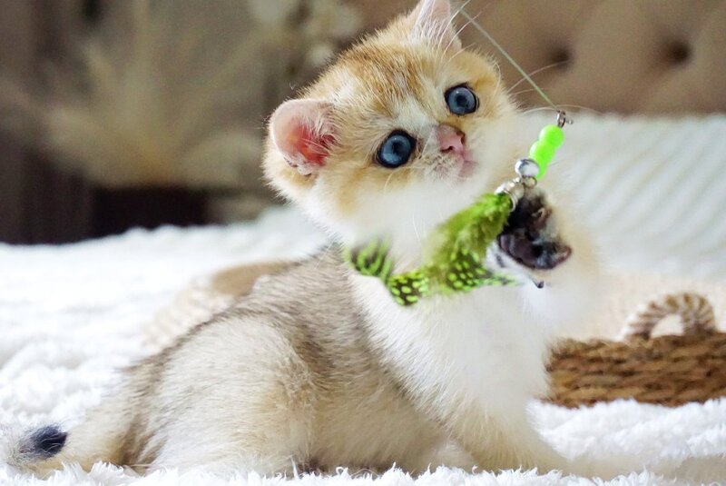 Gabi British Shorthair female, black golden shaded with white
