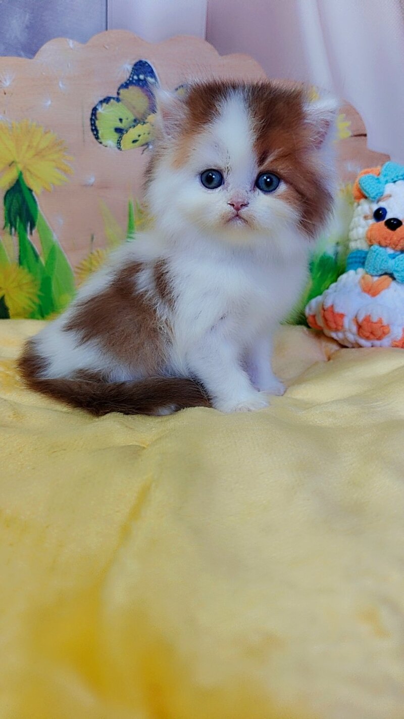 Neo British Longhair male, chocolate golden bicolour
