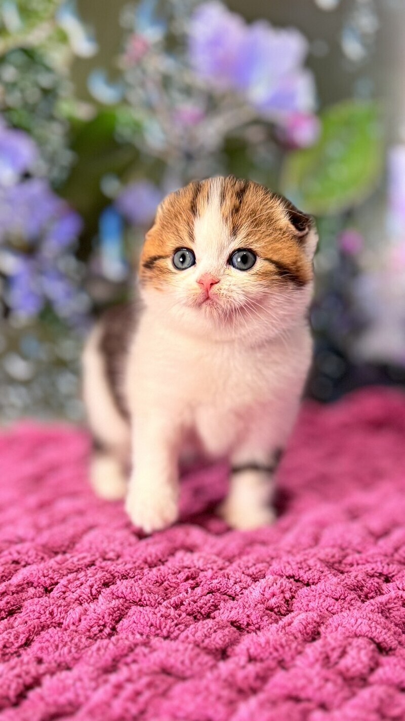 Fiona Scottish Fold female black tabby bicolour - live animals