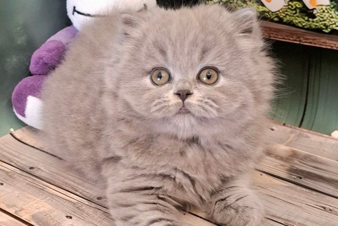 Osya British Longhair female, blue
