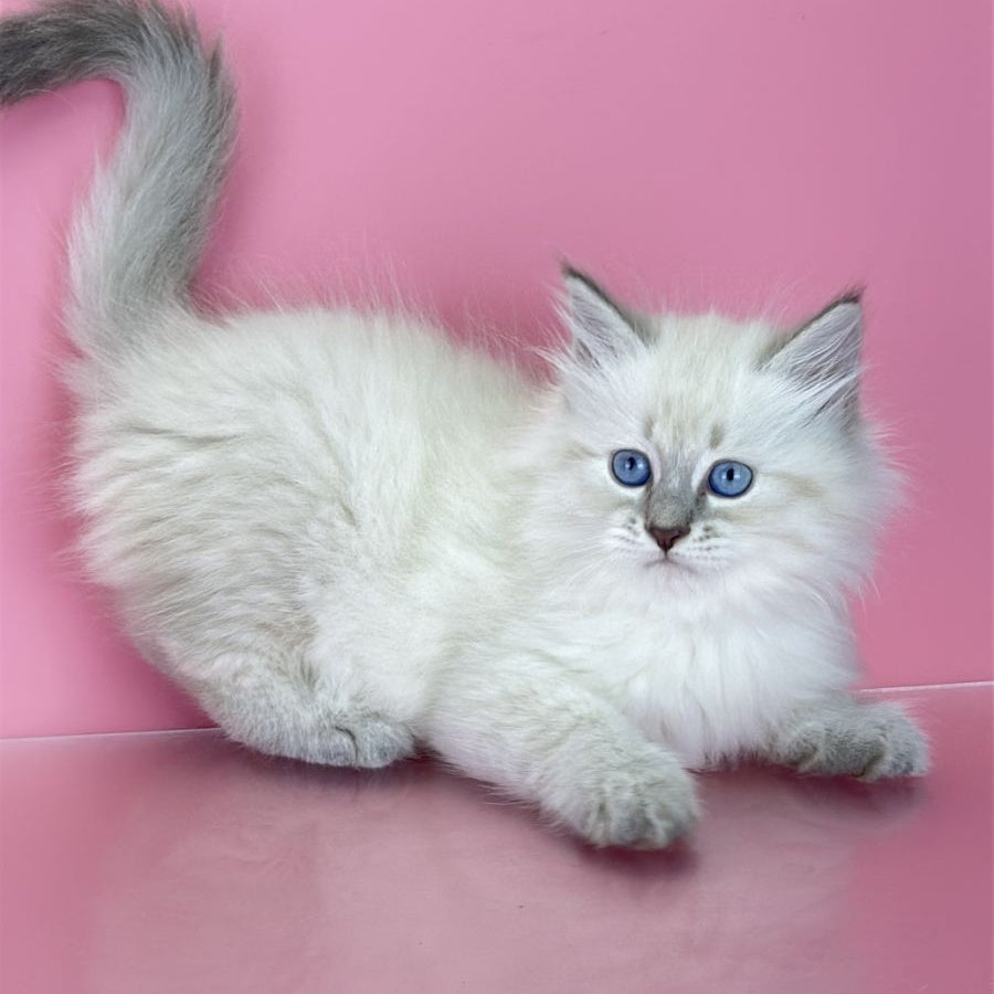 Zenia Siberian female, blue tabby pointed