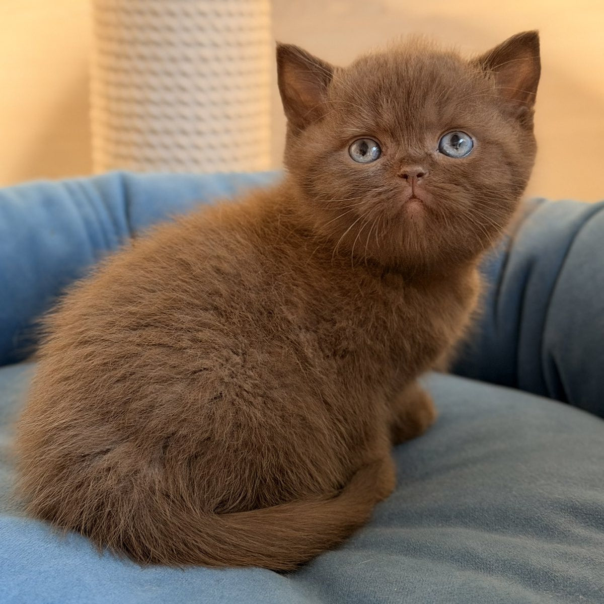 Asher British Shorthair male, chocolate