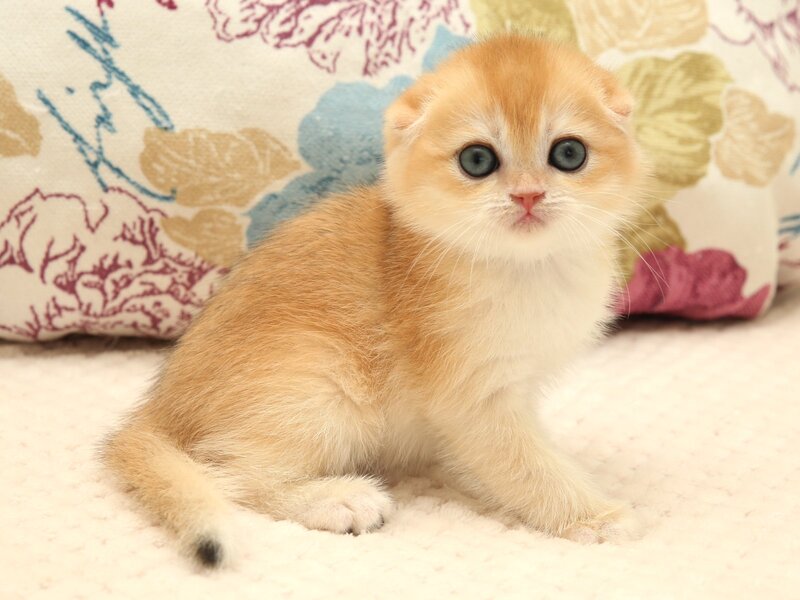 Yana Scottish Fold female black golden chinchilla - live animals