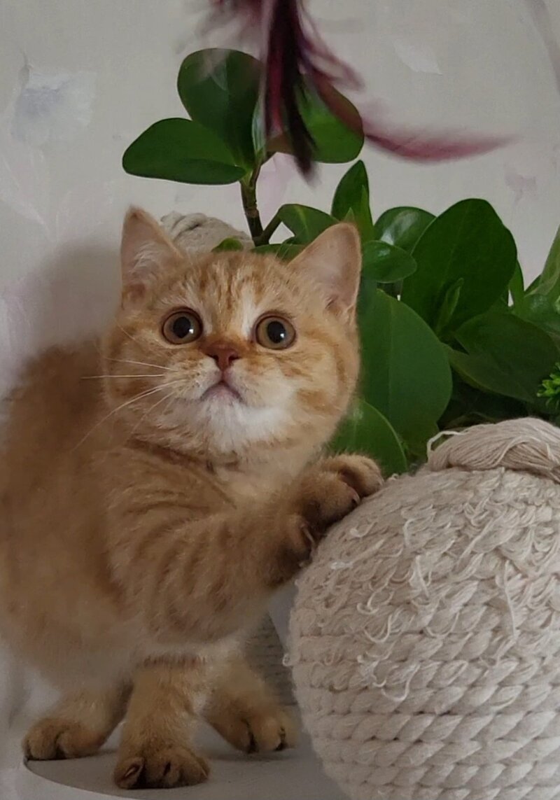 Alina British Shorthair female cinnamon - live animals