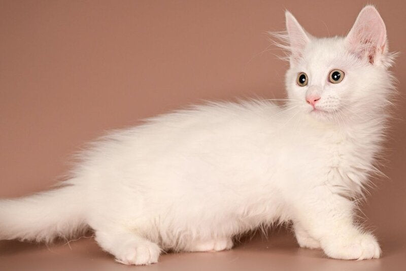 Anetta Munchkin female, white