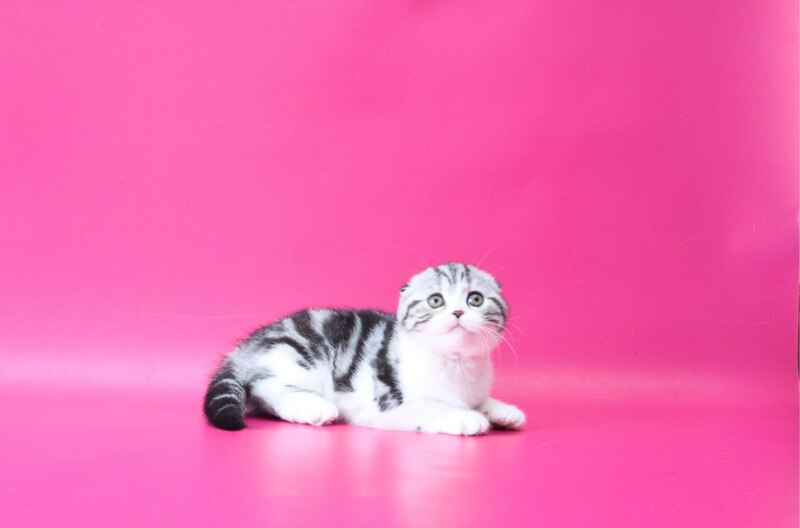 Rihanna Scottish Fold female black silver tabby bicolour live animals