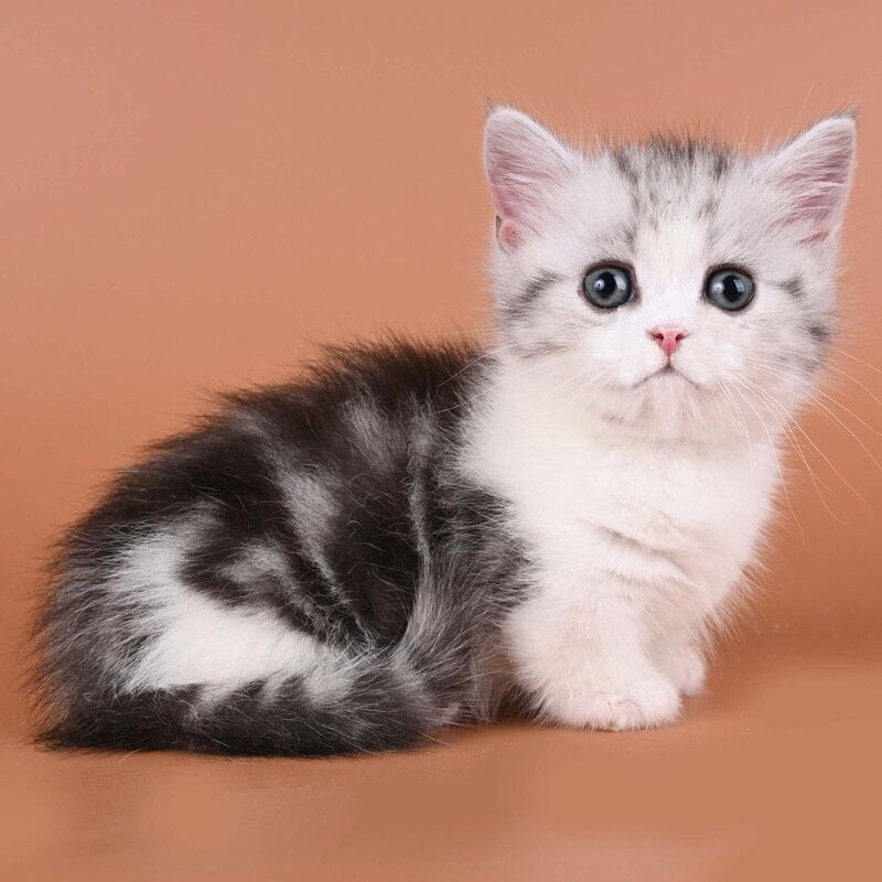 Ilene Munchkin female, black silver tabby bicolour