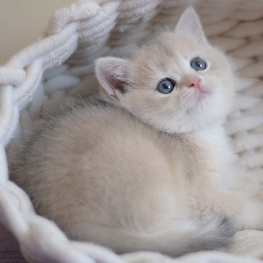Yannis British Shorthair male, blue golden chinchilla