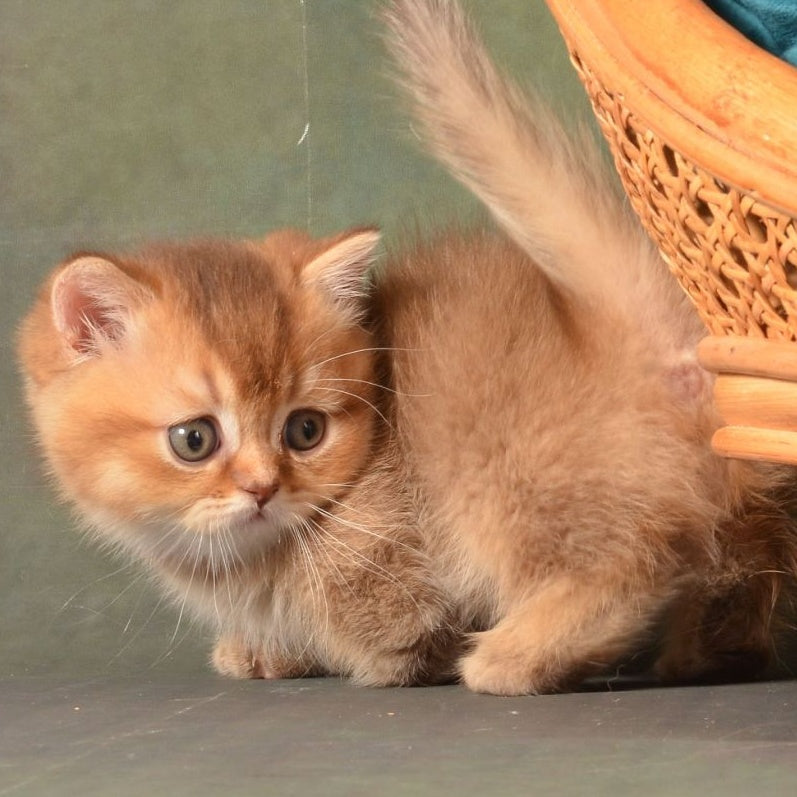 Quentin Munchkin male, chocolate ticked tabby