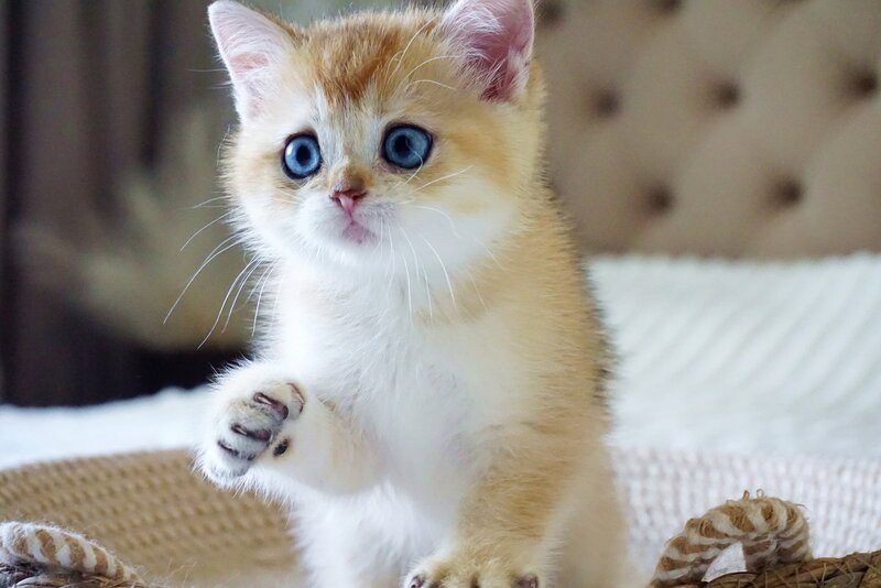 Grayson British Shorthair male, black golden shaded with white