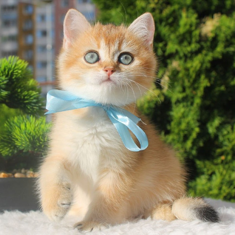Harley British Shorthair male, black golden shaded